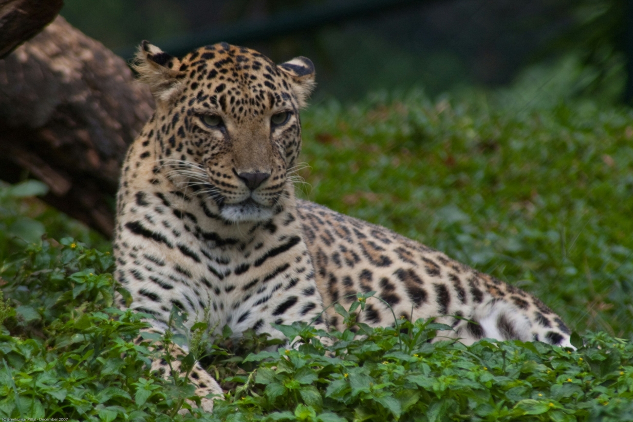 sreekumar pillai vns5it 70qu unsplash