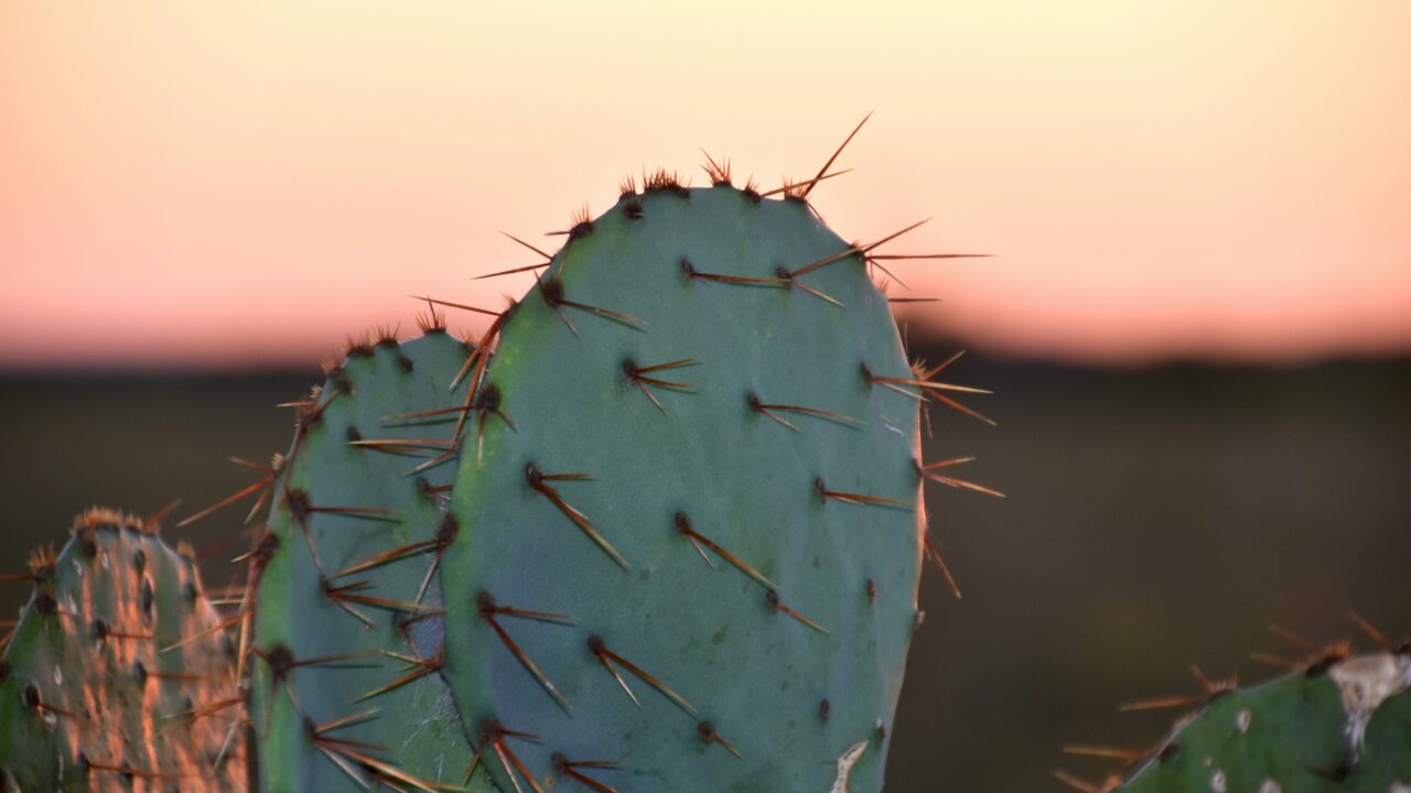 The Birth of a South Texas Football Rivalry