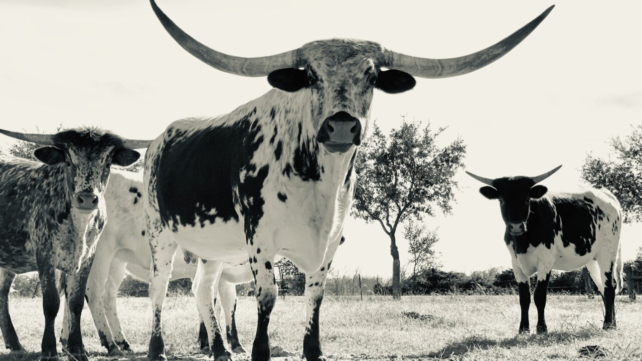 Texas vs. Texas State