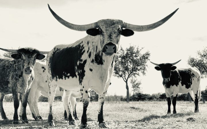 Texas vs. Texas State